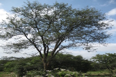 Acacia ferruginea